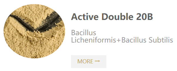 Active Double 20B-2 billion cfu-g bacillus subtilis,bacillus licheniformis.png